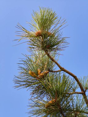 Mavi gökyüzüne karşı külahları olan bir ladin dalı