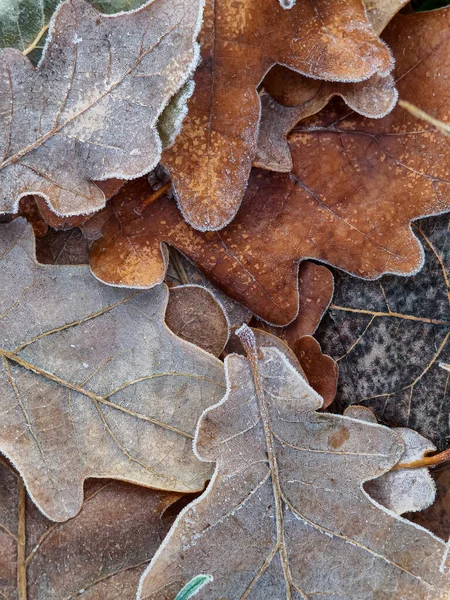 Kışın karla kaplı meşe yaprakları.