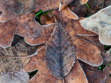Kışın Donmuş Yapraklar