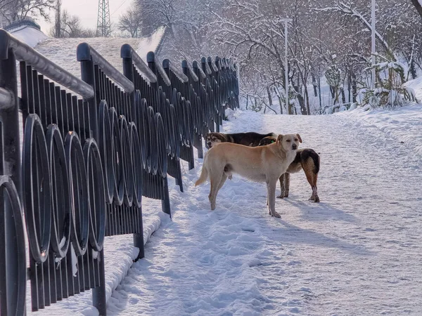 Kışın büyük şehirde başıboş köpekler.