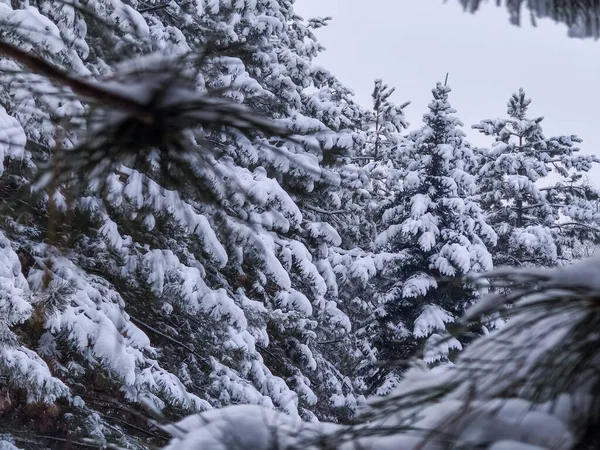 Kozalaklı ağaçların kalın bir kar tabakasıyla kaplı olduğu bir kış manzarası.