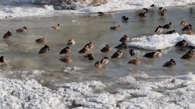donmuş nehir üzerinde yaban ördekleri