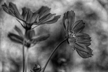 Kozmos çiçeklerinin siyah beyaz fotoğrafı, monokrom fotoğrafçılık.