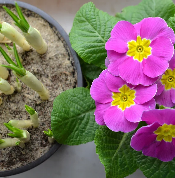 Voorjaarsbloemen. — Stockfoto