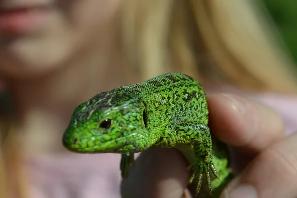 Зелёная ящерица . — стоковое фото