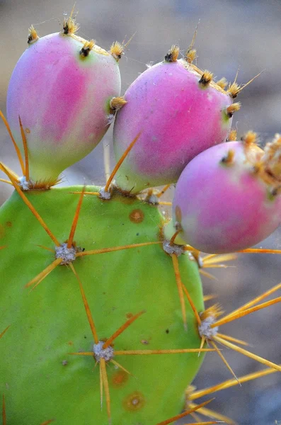 Kaktus oputia mit rosa Früchten. Stockbild