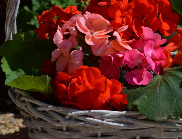 Ljusa pelargon blommor i korg. — Stockfoto