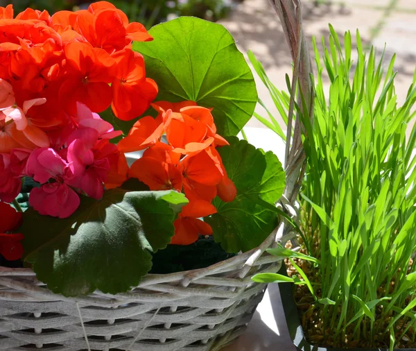 Flores de geranio rojo en una cesta y hierba verde . — Foto de Stock