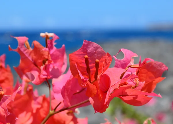 Bougainvillea çiçek.