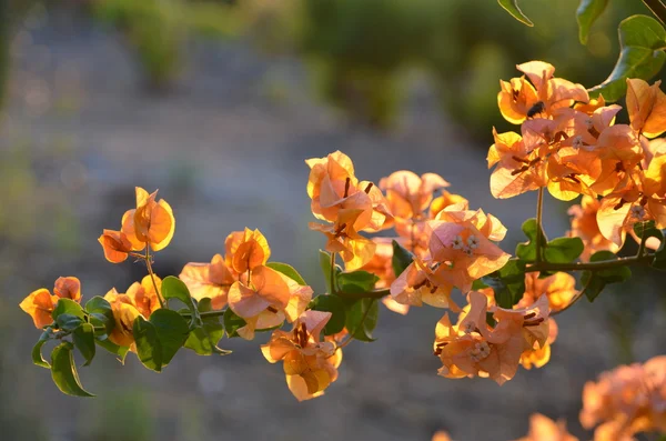 배경 흐리게에 부겐빌레아 꽃입니다. Bougainvillea.Floral 배경. — 스톡 사진