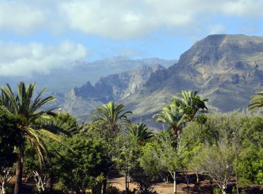 Dağ manzarası ile tropikal ağaçlar.