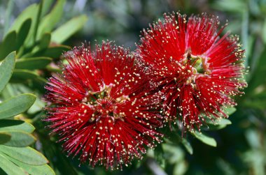Bottlebrush ağaç çiçek.