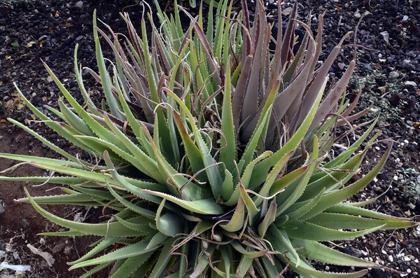 aloe vera bitkisi.