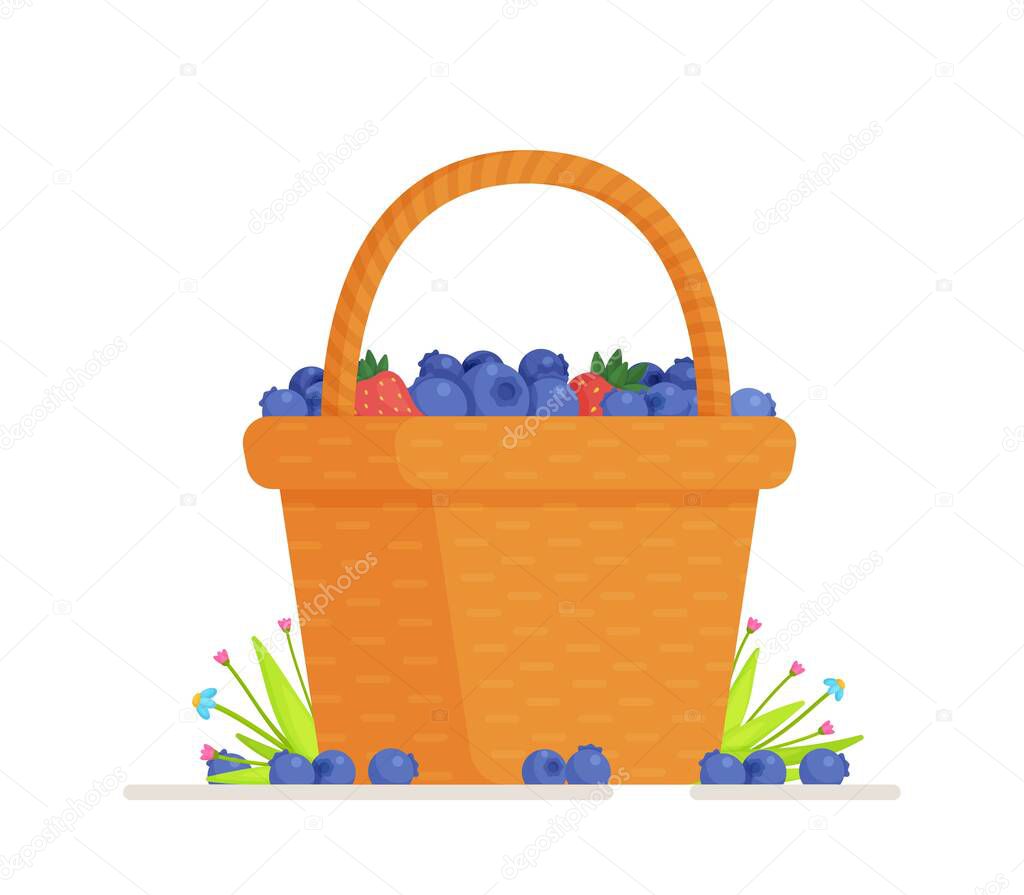 Vector illustration of an isolated blueberry basket. Wicker basket with blueberries realistic vector illustration isolated on white. Berries in a big brown container with vector illustration.