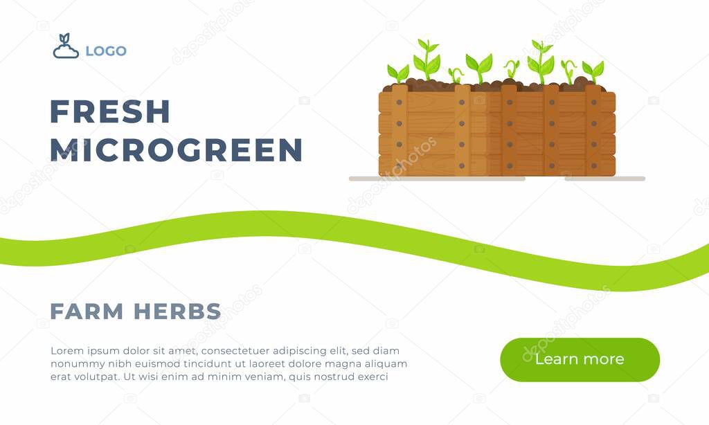 Vector illustration of fresh microgreen. Microgreen as vegetable greens growing in a wooden box. Sprout seedlings. 