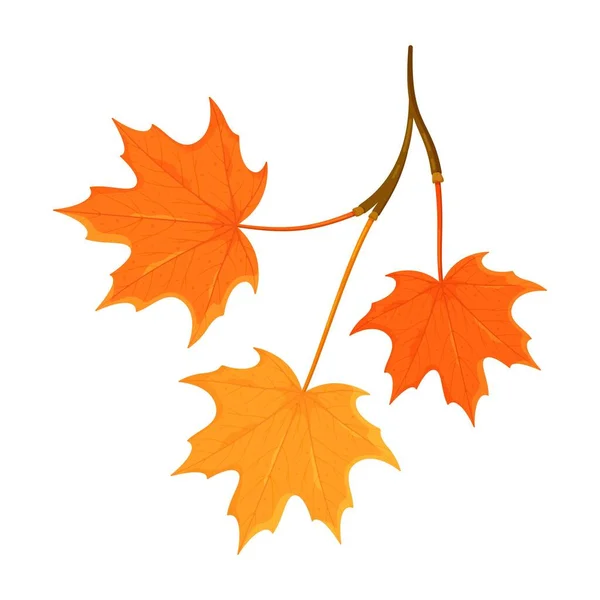 Vector Illustration Branch Maple Leaves Isolated White Background Beautiful Autumn — Stock Vector