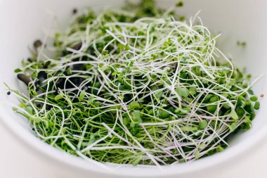 Beyaz arka planda taze yeşil tere.