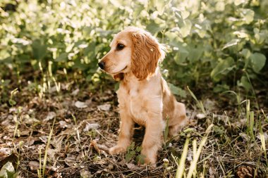 Doğada güzel cocker spaniel köpek yavrusunun yakın plan çekimi.