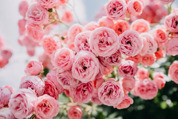 Nahaufnahme Eines Schönen Straußes Aus Rosa Rosen — Stockfoto