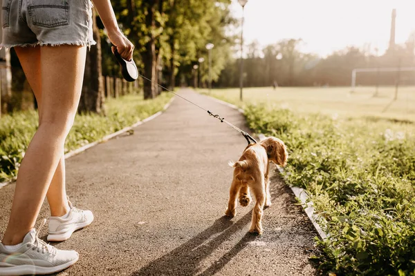 Vacker Ung Kvinna Med Sin Cocker Spaniel Valp Tillbringa Tid — Stockfoto