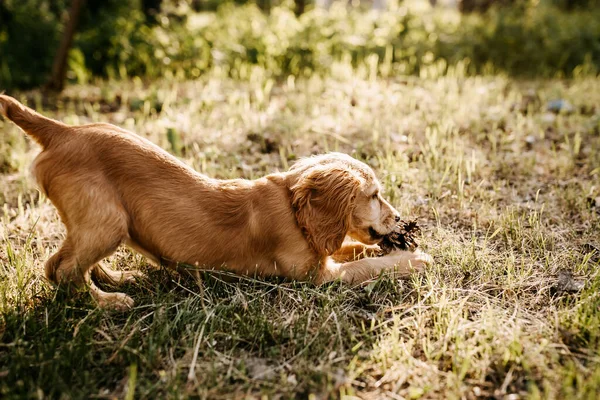 자연에서의 아름다운 스패니얼 강아지의 — 스톡 사진