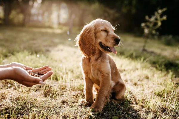 Cortado Tiro Mulher Alimentando Seu Cocker Spaniel Filhote Cachorro Natureza — Fotografia de Stock