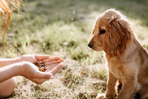 Plan Recadré Femme Nourrissant Son Chiot Cocker Épagneul Sur Nature — Photo