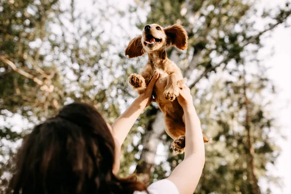 Beautiful Young Woman Her Cocker Spaniel Puppy Spending Time Together — Stock Photo, Image
