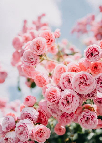 ピンクのバラの美しい花束のクローズアップショット ストック写真