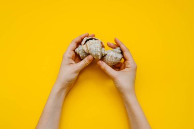 Sarı arka planda deniz kabuklarını tutan eller