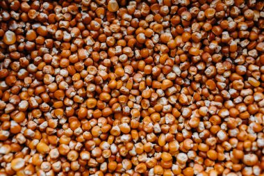 Arkaplan için tam çerçeve mısır tohumları