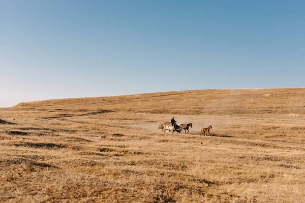 Сценический Снимок Человека Катающегося Карете Двумя Лошадьми Красивому Полю Солнечный — стоковое фото
