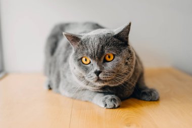 Saf İngiliz ırkı, kısa hava gri kedi portresi..