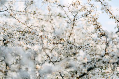 Küçük beyaz çiçeklerle açan kiraz ağacı.