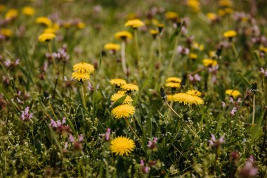 Bir tarlada sarı karahindibaların yakınlaşması.