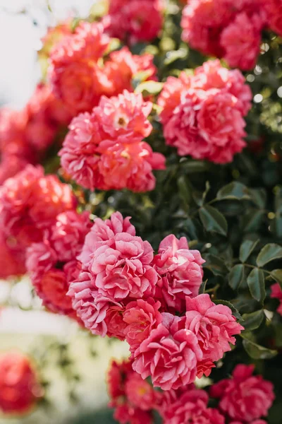 Rose Rosa Che Crescono Cespuglio Parco — Foto Stock