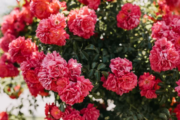 Rose Rosa Fiore Cespuglio Primo Piano — Foto Stock