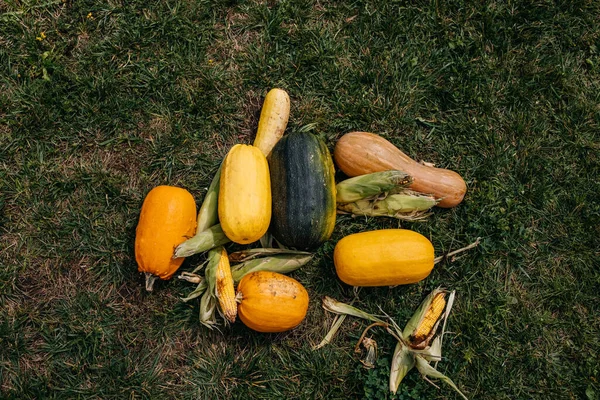 緑の芝生の上で別のカボチャとトウモロコシ 秋の収穫 — ストック写真