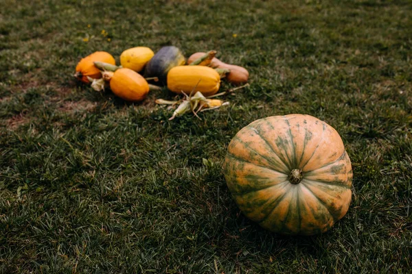 Viele Kürbisse Auf Grünem Gras Herbsternte Der Kürbisse — Stockfoto