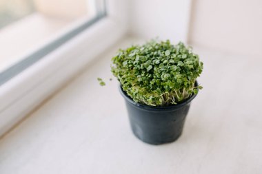 Pencere kenarında mikroyeşillikler olan tencere..