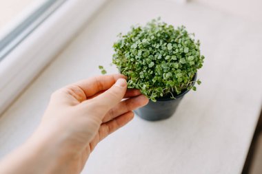 İnsan eli, organik mikroyeşil roka dolu bir tencereyi tutuyor..