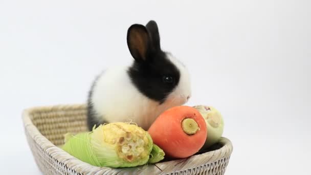Close Cute Little Fluffy Bunny Rabbit — Stock Video