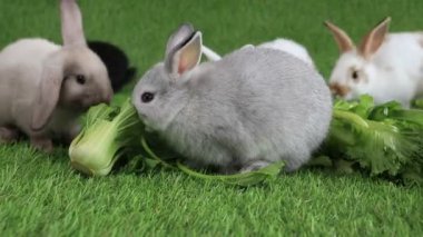 Şirin Küçük Yumuşak Tavşan Hareketi