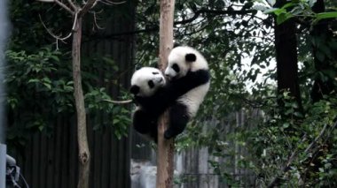 Ağacın üzerinde iki oyuncu panda, Chengdu Panda Üssü, Çin
