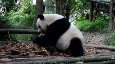 Tombul Panda Bambu Atışı, Chengdu Panda Üssü, Çin