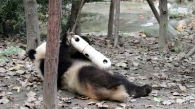 Küçük Panda, Çin 'deki Chengdu Panda Üssü' ndeki ikramlar için Zenginlikle oynuyor.