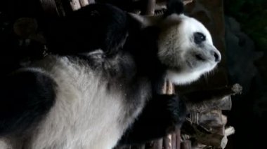 Itchy Scratchy Panda, Panda kaşıntılı Chengdu Panda Üssü 'nü hissederken kürkünü ormana sürtüyor.