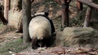Oyun sahasında iki şirin pandalar, Chengdu Panda Üssü, Çin