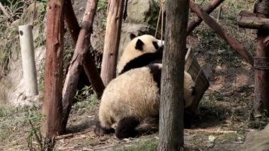 Oyun sahasında iki şirin pandalar, Chengdu Panda Üssü, Çin