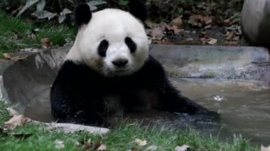 Yumuşak Panda Gölde Su Oynuyor, Chengdu Panda Üssü, Çin